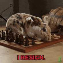 Animal Chess GIF - Animal Chess Chesscom GIFs