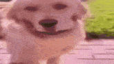 a close up of a dog standing on a brick walkway .