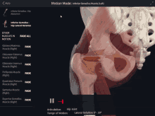 Inferior Gemellus Hip Lateral Rotation GIF - Inferior Gemellus Hip Lateral Rotation Hip GIFs