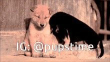 Dog Puppy GIF - Dog Puppy Pusptime GIFs