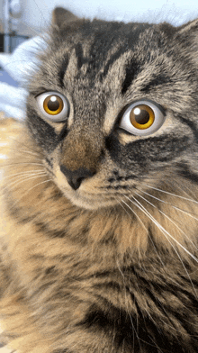a close up of a cat with a surprised look on his face