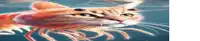 a cat is swimming in the water and looking like a shrimp .
