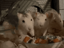a group of white mice are eating from a bowl of food