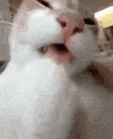 Cat Chewing Paws Nervous GIF - Cat Chewing Paws Paws Nervous GIFs