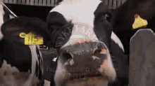 Lickin' It Up GIF - Cow Licking GIFs