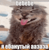 a cat is making a funny face with its tongue hanging out .