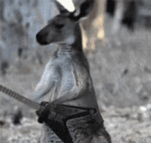 Happy Australia Day Kangaroo GIF - Happy Australia Day Kangaroo Rock Star GIFs