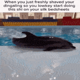 a dolphin is swimming in a pool with a caption that says " when you just freshly shaved your dingaling