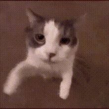 Cat Kiss GIF - Cat Kiss Camera GIFs