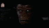 a close up of a monkey 's face in a dark room with a blurry background .
