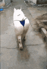 a pig wearing a blue thong is walking down a street