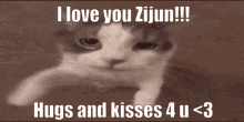Zijun Cat GIF - Zijun Cat GIFs