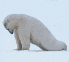 Polar Bear Hump GIF - Polar Bear Hump Push Ups GIFs