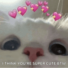 a close up of a cat 's face with pink hearts on it and the words `` i think you 're super cute btw ''