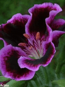flower glittery violet