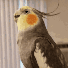 Parrot Bird GIF - Parrot Bird GIFs