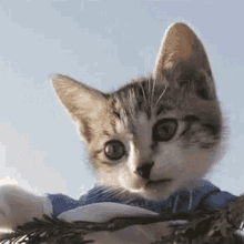 GIF