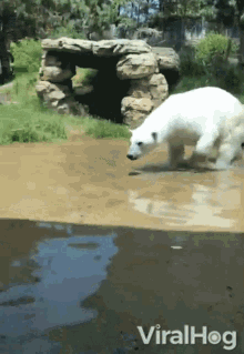 Polar Bear Run GIF