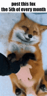 a person is petting a fox that is smiling and says post this fox the 5th of every month