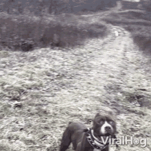 Fetch Dog GIF - Fetch Dog Viralhog GIFs