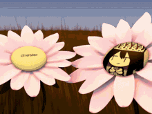 two pink daisies with the word chester on the center