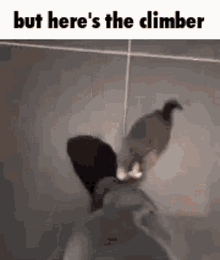 But Heres The Climber Cat GIF - But Heres The Climber Cat But Heres The GIFs