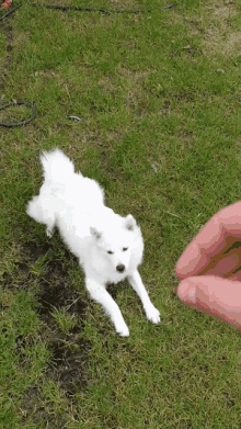 jumping dog white german spitz bezapiesa