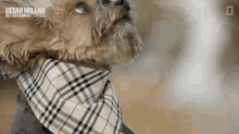 What Is It Cesar Millan Better Human Better Dog GIF - What Is It Cesar Millan Better Human Better Dog Wait What GIFs