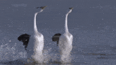 a dolphin is swimming in the water and splashing water