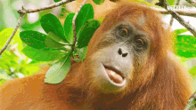 Orangutan How To Eat GIF - Orangutan How To Eat Meal GIFs