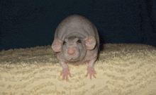 a hairless rat sitting on a white blanket looking at the camera