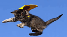 Fly Cat GIF - Fly Cat Uhh GIFs