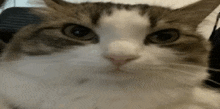 Stretched Cat GIF - Stretched Cat GIFs