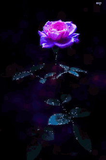 Love Rose GIF - Love Rose Pretty Flower GIFs