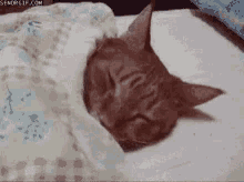 Love Cats GIF - Love Cats GIFs