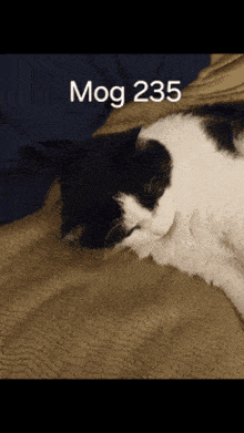 Mog 235 GIF - Mog 235 Cat GIFs