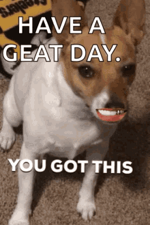 You Yougotthis GIF - You Yougotthis Puppy GIFs