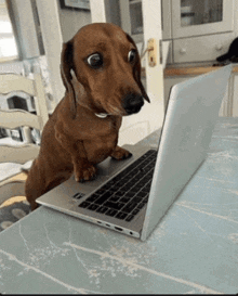 a dachshund is sitting on top of a laptop on a table