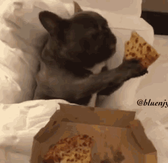 French bulldog eating pizza best sale