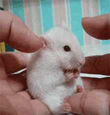surprised mouse shocked