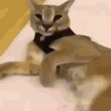 Bruh Cat GIF - Bruh Cat Ok GIFs