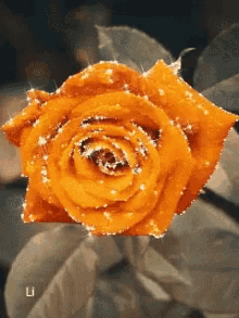 Valentines Day Orange Rose GIF - Valentines Day Orange Rose Glitter GIFs