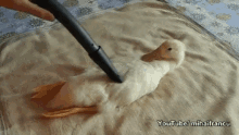 vacuum duck