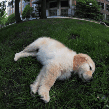 puppy laying down grass playing dog