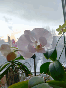 орхидеи GIF