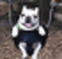 a dog is sitting on a swing in a park with its tongue out .