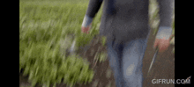a person is walking through a field of plants with a knife .