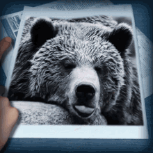 bear heart those people artist at play gif