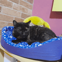 a cat is laying in a blue dog bed