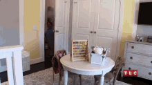 The Little Couple Future Daughter Zoey'S Room GIF - Zoey Littlecouple Bedrooms GIFs